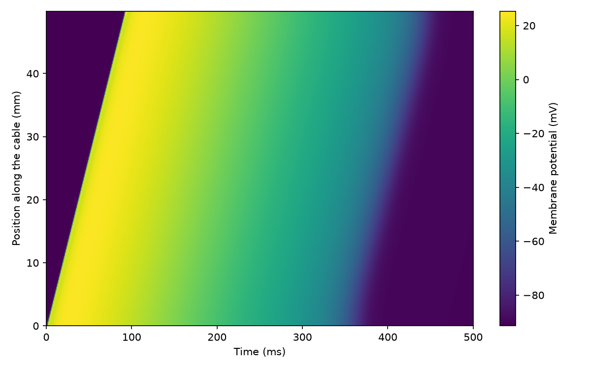 The membrane potential along the cable over time